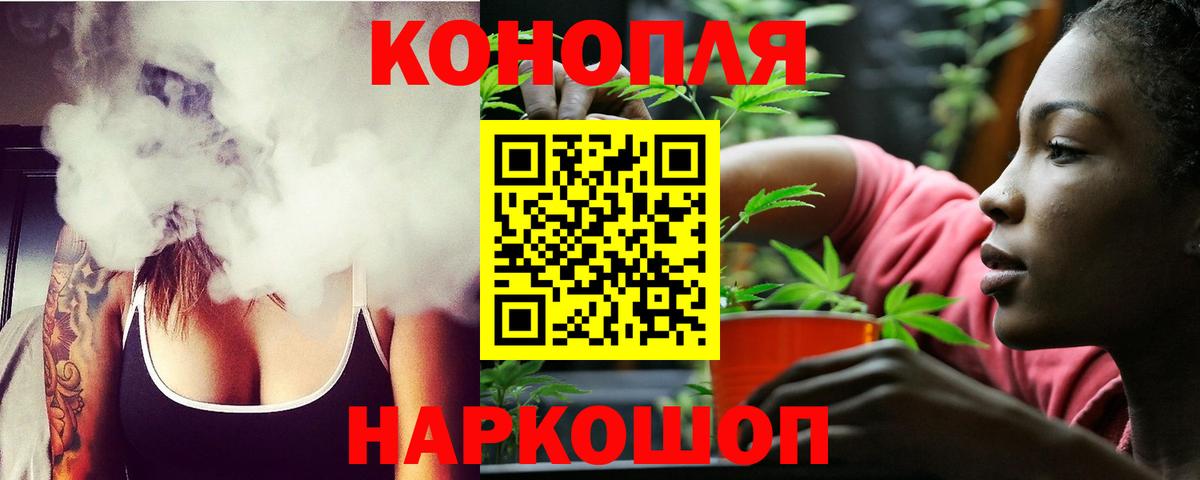 Конопля сатива Ачхой-Мартан